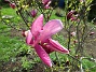 Magnolia  
                                 
2019-05-12 Magnolia_0026