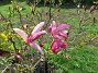 Magnolia  
                                 
2019-05-12 Magnolia_0027