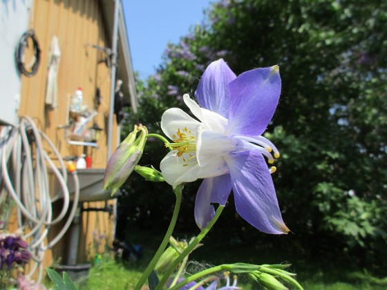 Akleja  
                                 
2019-05-24 Akleja_0126  
Granudden  
Färjestaden  
Öland