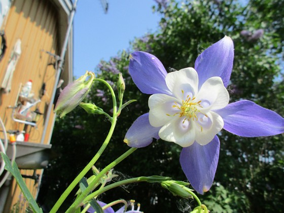 Akleja  
                                 
2019-05-24 Akleja_0127  
Granudden  
Färjestaden  
Öland