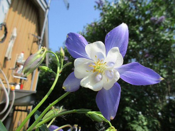 Akleja  
                                 
2019-05-24 Akleja_0128  
Granudden  
Färjestaden  
Öland