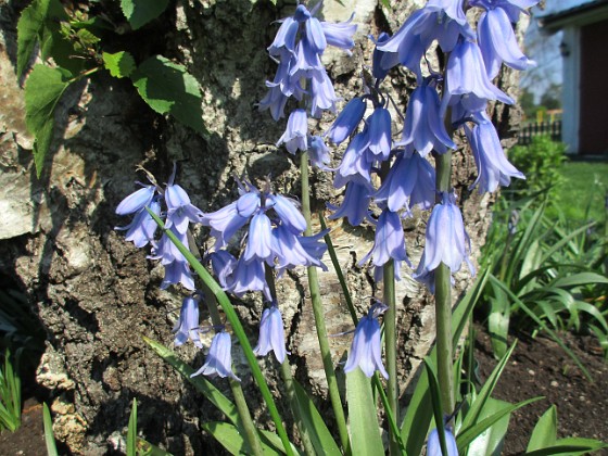 Klockhyacint  
                                 
2019-05-24 Klockhyacint_0021  
Granudden  
Färjestaden  
Öland