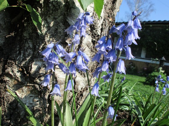 Klockhyacint  
                                 
2019-05-24 Klockhyacint_0031  
Granudden  
Färjestaden  
Öland