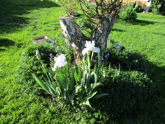 Iris Germanica { Årets första Trädgårdsiris! Den har precis slagit ut.                                } 