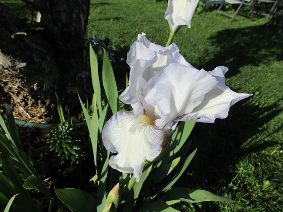 Iris Germanica  
Årets första Trädgårdsiris! Den har precis slagit ut.  
2019-05-28 Iris Germanica_0001  
Granudden  
Färjestaden  
Öland