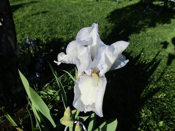 Iris Germanica  
Årets första Trädgårdsiris! Den har precis slagit ut.                                 
2019-05-28 Iris Germanica_0002  
Granudden  
Färjestaden  
Öland