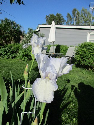 Iris Germanica 
Årets första Trädgårdsiris! Den har precis slagit ut.                               