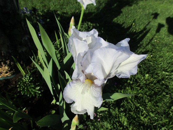 Iris Germanica  
Årets första Trädgårdsiris! Den har precis slagit ut.                                 
2019-05-28 Iris Germanica_0005  
Granudden  
Färjestaden  
Öland