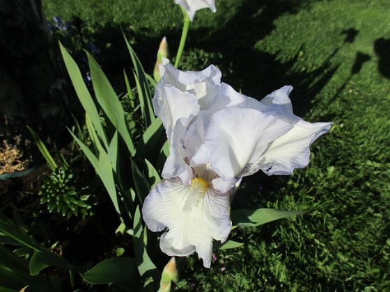 Iris Germanica 
Årets första Trädgårdsiris! Den har precis slagit ut.                               