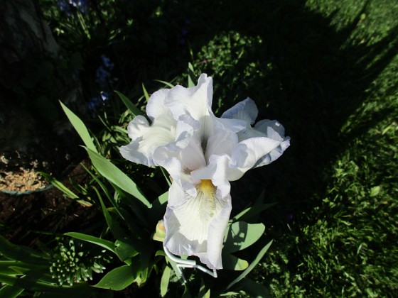 Iris Germanica  
Årets första Trädgårdsiris! Den har precis slagit ut.                                 
2019-05-28 Iris Germanica_0008  
Granudden  
Färjestaden  
Öland