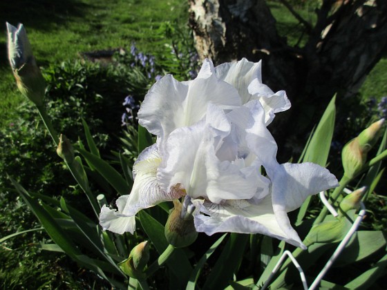 Iris Germanica  
Årets första Trädgårdsiris! Den har precis slagit ut.                                 
2019-05-28 Iris Germanica_0010  
Granudden  
Färjestaden  
Öland