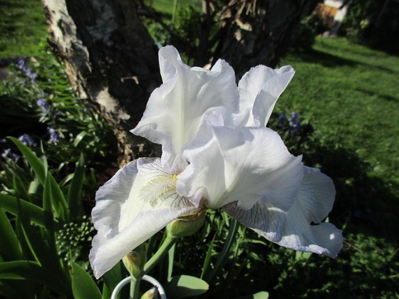 Iris Germanica 
Årets första Trädgårdsiris! Den har precis slagit ut.                               