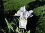 Iris Germanica  
Årets första Trädgårdsiris! Den har precis slagit ut.                                 
2019-05-28 Iris Germanica_0002