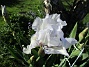 Årets första Trädgårdsiris! Den har precis slagit ut.                                (2019-05-28 Iris Germanica_0010)