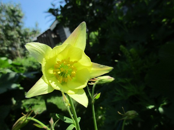 Akleja  
                                 
2019-06-08 Akleja_0035  
Granudden  
Färjestaden  
Öland