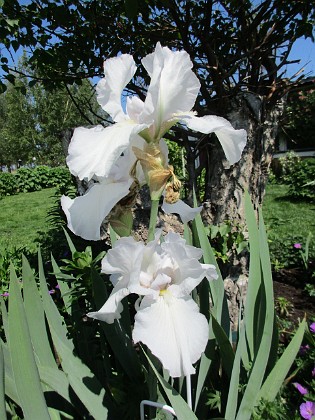 Iris 
                               