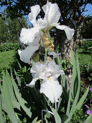 Iris