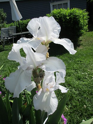 Iris 
                               