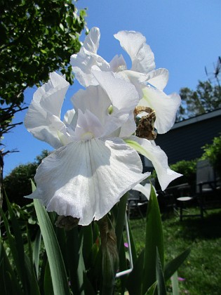 Iris 
                               