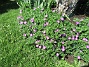                                 (2019-06-08 Blodnäva_0014)