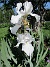                                 (2019-06-08 Iris_0017)