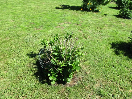 Hortensia  
2019-06-14 Hortensia_0048  
Granudden  
Färjestaden  
Öland