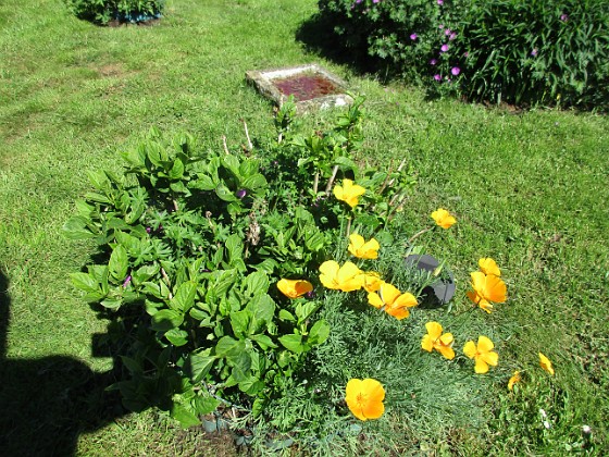 Sömtntuta och Hortensia  
2019-06-14 IMG_0068  
Granudden  
Färjestaden  
Öland