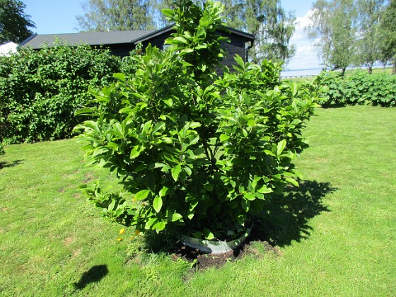       Magnolia                           
2019-06-14 Magnolia_0035  
Granudden  
Färjestaden  
Öland