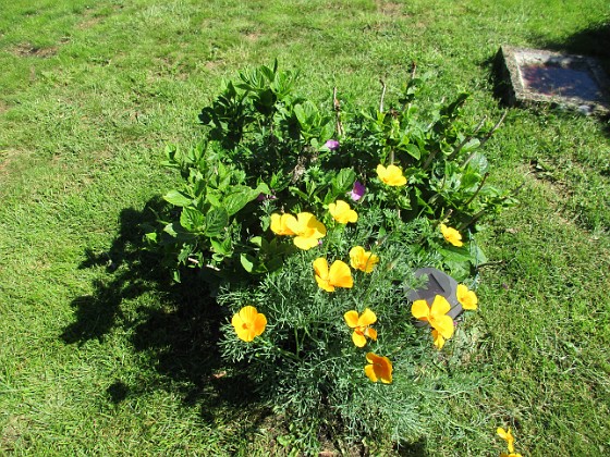 Sömntuta och Hortensia  
2019-06-14 Sömntuta_0047  
Granudden  
Färjestaden  
Öland