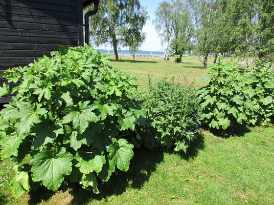                                  
2019-06-18 IMG_0082  
Granudden  
Färjestaden  
Öland