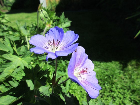 Näva  
                                 
2019-06-18 Näva_0012  
Granudden  
Färjestaden  
Öland