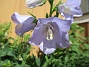Storklocka  
                                 
2019-06-18 Storklocka_0105