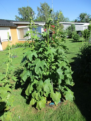 Granudden  
                                 
2019-06-22 Granudden_0041  
Granudden  
Färjestaden  
Öland