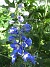 Riddarsporre  
                                 
2019-06-22 Riddarsporre_0068