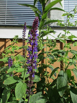 Steppsalvia  
                                 
2019-06-23 Steppsalvia_0015  
Granudden  
Färjestaden  
Öland