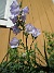 Storklocka  
                                 
2019-06-23 Storklocka_0011