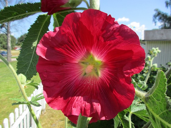 Stockros  
                                 
2019-06-27 Stockros_0014  
Granudden  
Färjestaden  
Öland