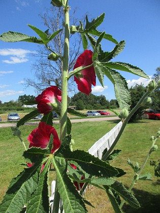 Stockros  
                                 
2019-06-27 Stockros_0015  
Granudden  
Färjestaden  
Öland