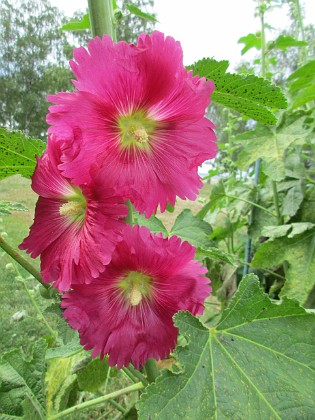 Stockros  
                                 
2019-06-27 Stockros_0034  
Granudden  
Färjestaden  
Öland