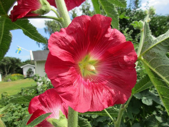 Stockros  
                                 
2019-06-27 Stockros_0038  
Granudden  
Färjestaden  
Öland