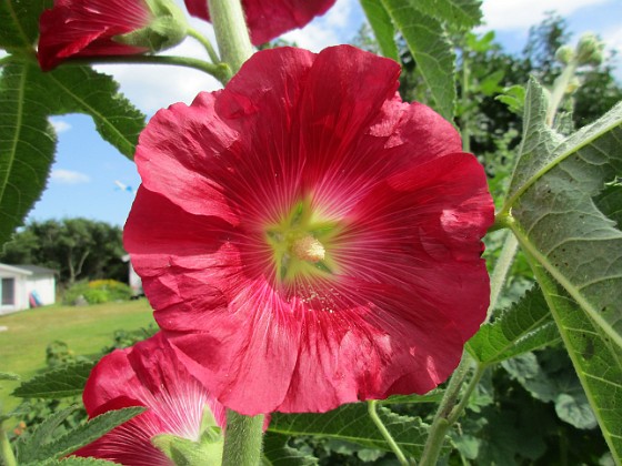 Stockros  
                                 
2019-06-27 Stockros_0039  
Granudden  
Färjestaden  
Öland