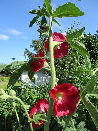 Stockros  
                                 
2019-06-27 Stockros_0051  
Granudden  
Färjestaden  
Öland