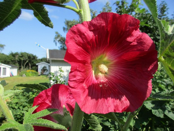 Stockros  
                                 
2019-06-27 Stockros_0053  
Granudden  
Färjestaden  
Öland