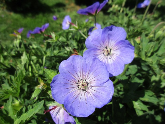 Näva  
                                 
2019-06-29 Näva_0043  
Granudden  
Färjestaden  
Öland