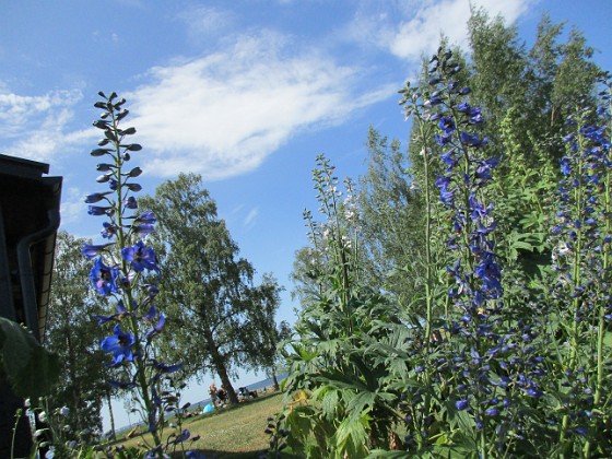 Riddarsporre  
                                 
2019-06-29 Riddarsporre_0064  
Granudden  
Färjestaden  
Öland