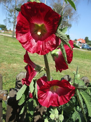 Stockros  
                                 
2019-06-29 Stockros_0016  
Granudden  
Färjestaden  
Öland