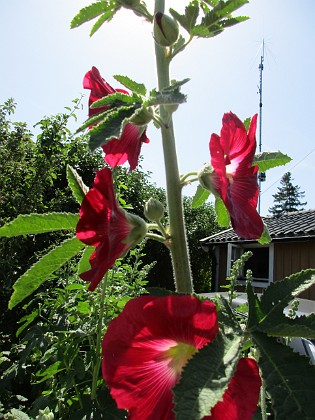 Stockros  
                                 
2019-06-29 Stockros_0048  
Granudden  
Färjestaden  
Öland