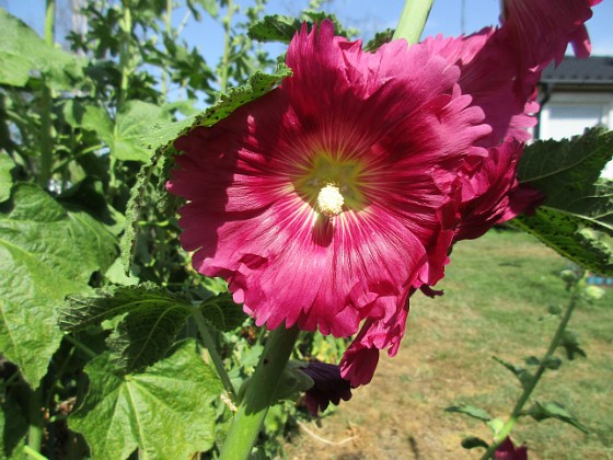 Stockros  
                                 
2019-06-29 Stockros_0067  
Granudden  
Färjestaden  
Öland