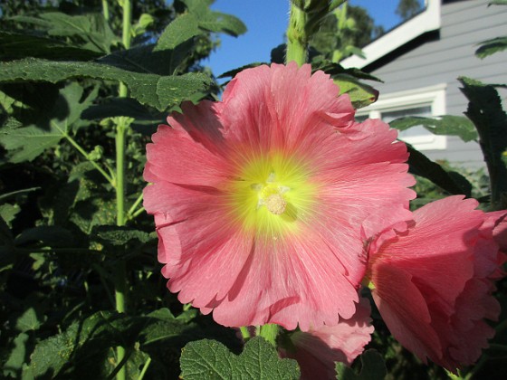 Stockros  
Stockros i kvälssol är extra tjusigt!                                 
2019-07-01 Stockros_0016  
Granudden  
Färjestaden  
Öland