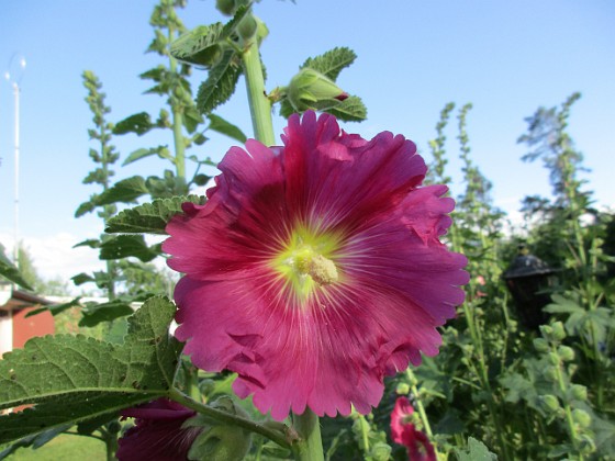 Stockros  
                                 
2019-07-01 Stockros_0024  
Granudden  
Färjestaden  
Öland